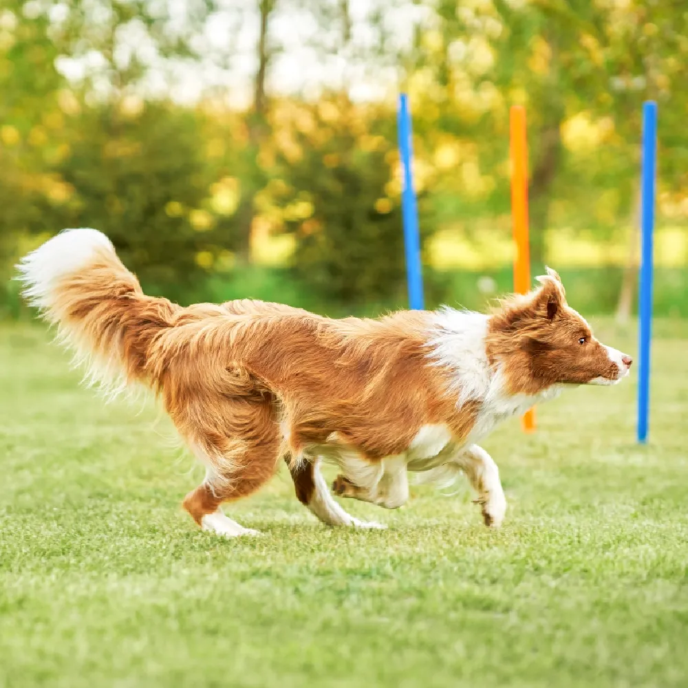 Border Collie 03.webp